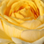 Żółty  - Róża wielkokwiatowa - Hybrid Tea - Venusic